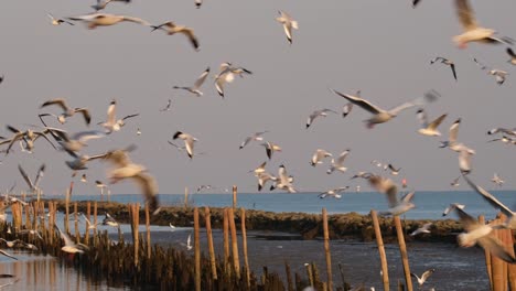 Seagulls-flying-in-circles-at-the-beachfront-with-breakwater-made-of-rocks-and-bamboos,-Seagulls-flying-around,-Thailand