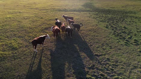 Vista-Orbital-Sobre-Ganado-Vacuno,-Rebaño-De-Vacas,-Argentina.