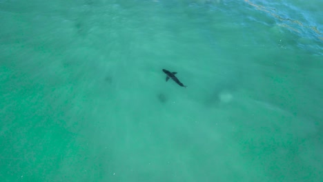 El-Dron-Desciende-Siguiendo-Al-Gran-Tiburón-Blanco-Nadando-En-Aguas-Poco-Profundas-Sobre-Rocas-Y-Aguas-De-Fondo-Arenoso.