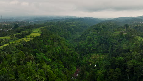 Terraced-cultivated-fields-and-lush-jungle,-Indonesian-landscape