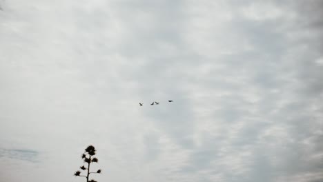 Wolkig-Grauer-Himmel-Mit-Fliegenden-Vögeln