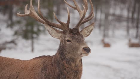 Close-Up-Of-Bactrian-Deer-In-Snowy-Landscape-Of-Quebec-In-Canada