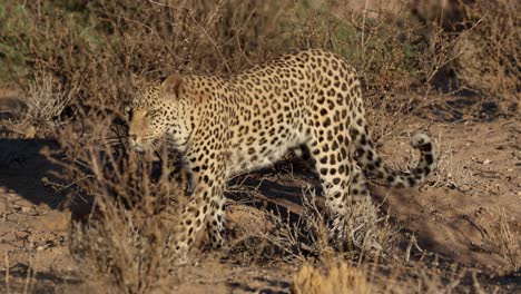 Close-Up-of-Adult-Female-Leopard-Walking-in-Front-Light,-Kgalagadi