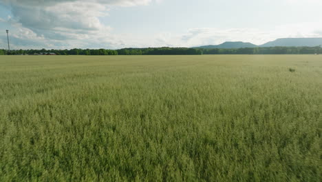 Ausgedehntes-Weizenfeld-Unter-Leicht-Bewölktem-Himmel-In-Dardanelle,-AR,-Ruhige-Ländliche-Landschaft,-Tagsüber