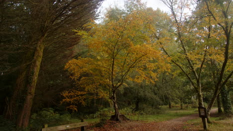 Acérquese-A-árboles-Mixtos-Con-Hojas-De-Otoño-En-Blackwater-Arboretum