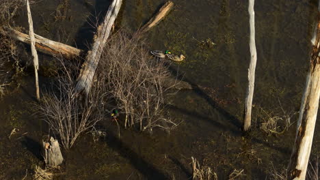 Aerial-shot-of-ducks-swimming-among-submerged-trees-in-Point-Remove-Wildlife,-Blackwell,-AR