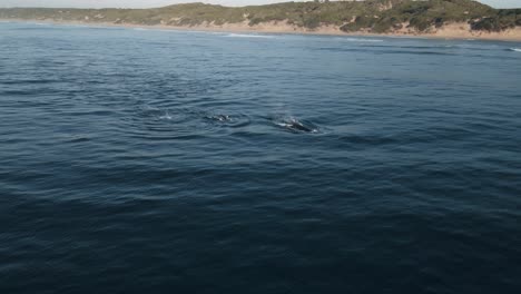 Toma-Aérea-De-Una-Manada-De-Ballenas-Jorobadas-Saliendo-A-La-Superficie-Y-Rociando-Agua-En-El-Aire