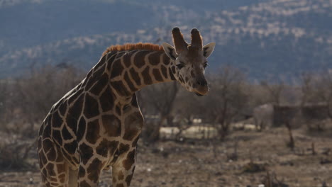 Schöne-Giraffe-Nahaufnahme-Hebt-Kopf-Zeitlupe