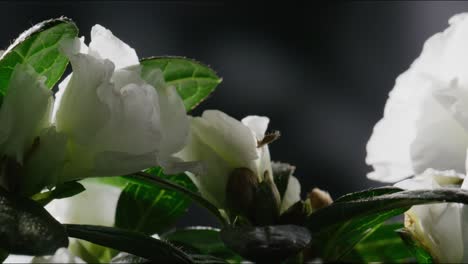 Licht-Der-Aufgehenden-Sonne-Durchdringt-Pflanze-Mit-Weißen-Blüten-Und-Grünen-Blättern