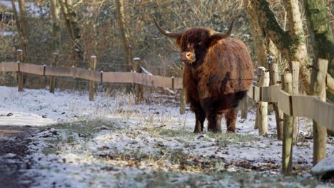 Furry-highland-cow-bull-with-big-horns-by-fence-exhaling-winter-vapor
