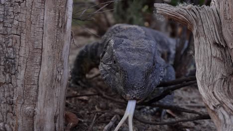 black-throated-lizard-walks-between-logs-flicking-tongue-smooth-reverse-cam