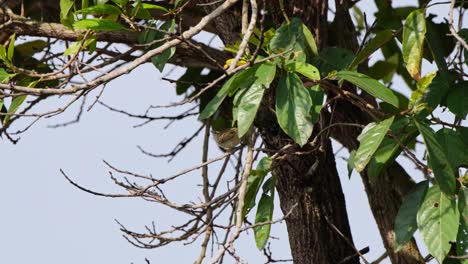 Seen-reaching-for-some-insects-from-under-the-leaves-and-moves-to-the-twigs,-Warbler,-Thailand