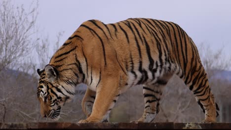 tiger-walks-on-platform-at-wildlife-sanctuary