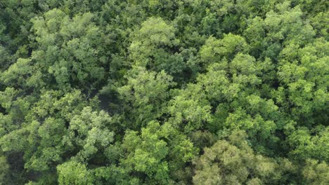 Luftaufnahme-Von-Sundarban,-Einem-Der-Größten-Tigerreservate-Asiens