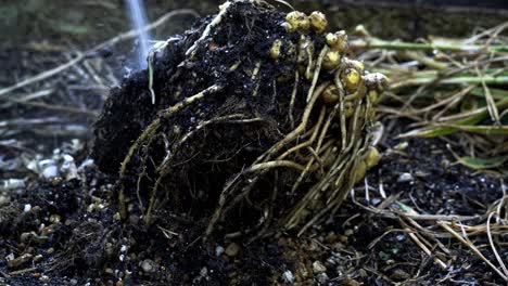 Washing-dirt-off-of-freshly-harvested-ginger-root-Breathtaking-Footage-of-Ginger-Harvest-home-gardening