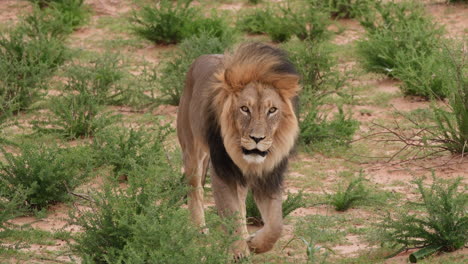 Lion-Walking-In-The-Grassland---Close-Up