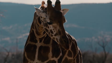 Schöne-Giraffe-In-Zeitlupe,-Nahaufnahme-Eines-Afrikanischen-Tiers