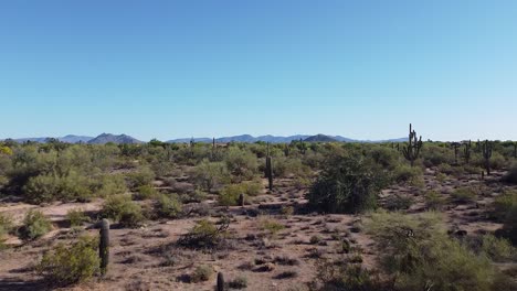 Saguaro-Kakteen-In-Malerischer-Sonora-Wüstenlandschaft-Mit-Bergen-Am-Horizont