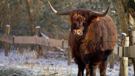 Furry-highland-cow-bull-with-big-horns-by-electric-pen-fence-in-winter