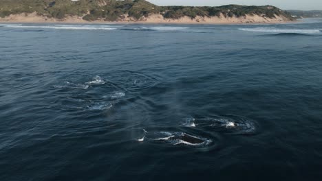 Luftaufnahme-Einer-Großen-Herde-Buckelwale,-Die-In-Mosambik-An-Die-Oberfläche-Kommen