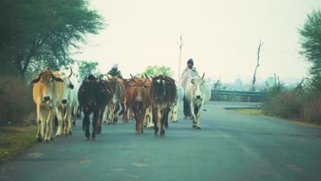 Viejos-Hombres-Indios-Del-Sur-De-Asia-Caminando-Con-Su-Ganado-De-Vacas-En-La-Carretera-De-La-Aldea-En-La-India-Central