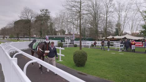 Horses-getting-ready-for-a-race-exhibited-to-the-public-just-before-the-venue