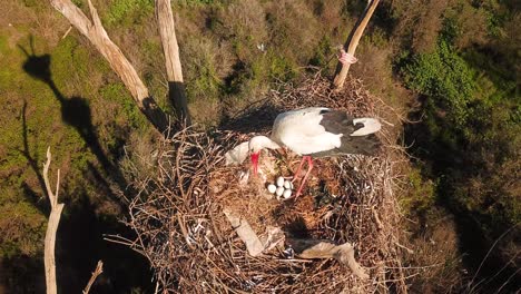 Wonderful-wildlife-Birdseye-aerial-drone-shot-the-stork-mother-female-animal-with-some-white-eggs-on-the-nest-at-top-of-tree-in-summer-season-in-nature-scenic-landscape-rural-village-countryside-iran