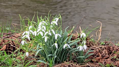 Snowdrops-in-a-meadow-by-the-river
