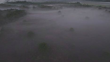 Aerial-view-of-full-purple-colors-of-the-heather-in-early-morning,-Netherlands