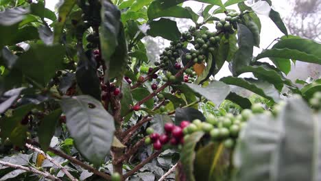 Toma-Frontal-Que-Muestra-Un-Arbusto-Con-Frutos-De-Café.