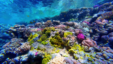 Colorido-Arrecife-De-Coral-Amarillo-Y-Morado-Bajo-El-Agua-Península-Del-Sinaí-Del-Mar-Rojo