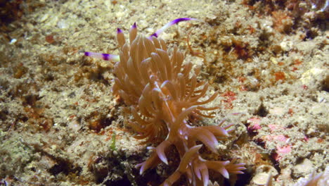 Mesmerizing-Blue-Dragon-nudibranch---Pteraeolidia-ianthina-with-purple-and-light-beige-ceratas-and-rhinophores-standing-up