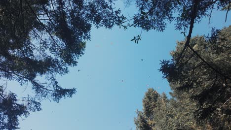 Impresionantes-Mariposas-Monarca-Volando-Pacíficamente-En-El-Cielo-Azul,-El-Rosario-Michoacán,-México