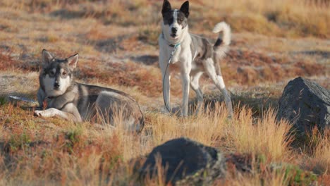 Two-sled-dogs-in-the-Nordic-landscape