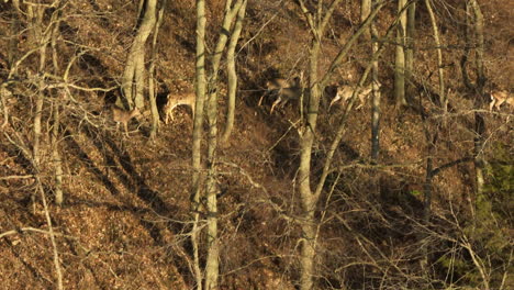 Ein-Blick-Auf-Weißwedelhirsche,-Die-Im-Wald-In-Der-Nähe-Des-Lake-Flint-Creek-Im-Benton-County,-Arkansas,-USA,-Umherstreifen