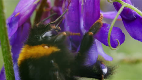 Bumblebee-looking-for-nectar-with-Proboscis