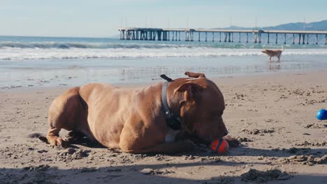 Perro-Pitbull-Tirado-En-La-Playa-De-Arena-Y-Jugando-Con-Pelota-De-Juguete,-Cámara-Lenta