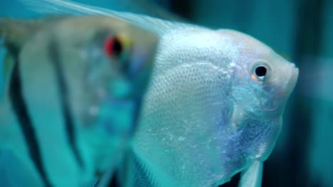 White-angelfish--swims-in-aquarium,-side-closeup