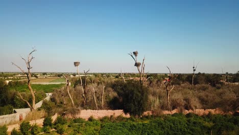 Nido-De-Pájaro-Cigüeña-Encima-De-Un-árbol-En-Tierras-De-Cultivo-Pueblo-Rural-Campo-Verde-Maravilloso-Paisaje-Escénico-En-La-Temporada-De-Verano-Dezful-Migración-De-Aves-Asia-A-áfrica-Europa-Vida-Salvaje-Animal-Toma-Aérea-En-Irán