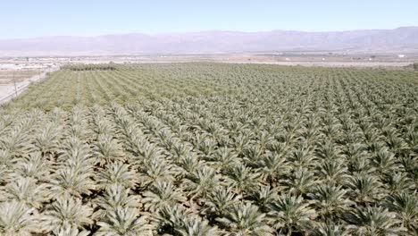 Gran-Vivero-De-Palmeras-En-Coachella,-California,-Con-Video-De-Drones-De-Cerca-Y-Bajando