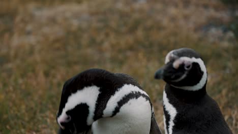 Gentoo-Penguins-Standing-In-The-Grassy-Field-In-Tierra-de-Fuego,-Argentina