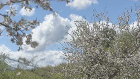 Cambiando-El-Enfoque-De-Las-Flores-De-Cerezo-Al-árbol