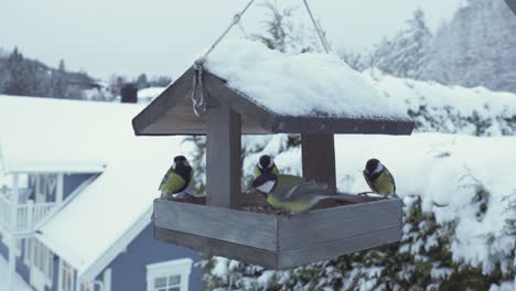 Blaumeise-Und-Kohlmeise-Vögel-Zusammen-Auf-Einem-Hängenden-Hölzernen-Futterhäuschen-Mit-Winter-Hintergrund