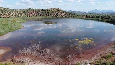 Imagen-Aérea-De-Una-Laguna-Entre-Olivares