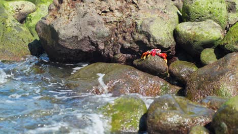 Huge-crab-crawling-on-rocky-coastline-of-Tenerife-with-ocean-waves