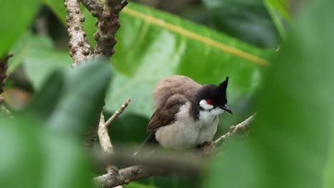 Red-whiskered-bulbul,-pycnonotus-jocosus-perched-on-tree-branch-in-the-forest-canopy,-preening-and-grooming-its-plumage,-puff-up-its-feathers-and-waggling-its-tail-to-keep-warm,-close-up-shot