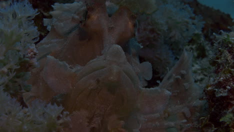 Erstaunliche-Rosa-Rhinopias-Eschmeyeri,-Die-Perfekt-Mit-Den-Weichkorallen-Auf-Dem-Meeresboden-Verschmelzen