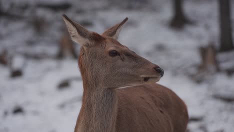 Rehkitz-Im-Verschneiten-Wald-In-Quebec,-Kanada---Nahaufnahme