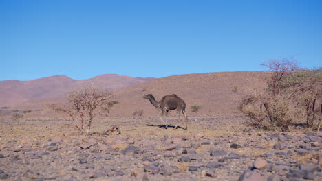 Dromedare-In-Der-Westsahara,-Mauretanien-Und-Marokko