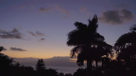 Hawaii-Palme-Bei-Sonnenuntergang